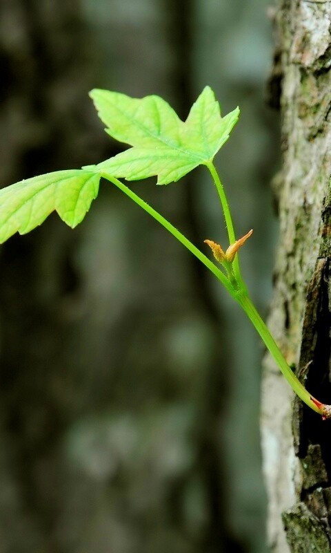 Молодой листик обои