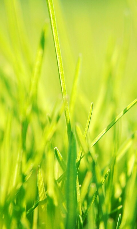 Ярко зеленая трава обои