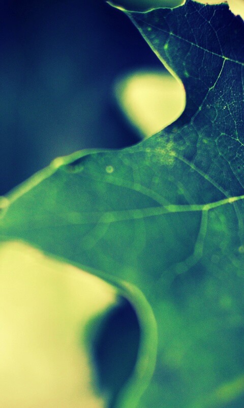 Темно-зеленый лист в макро обои