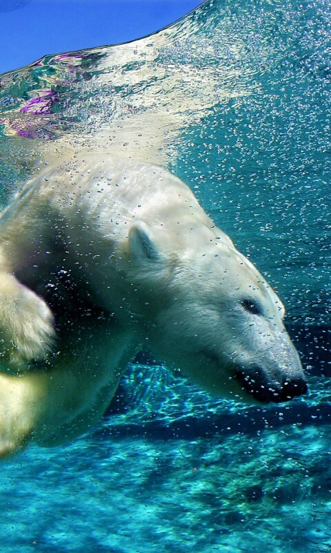 Нырнувший белый медведь обои