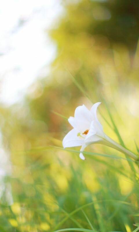 Цветок затерявшийся в траве обои