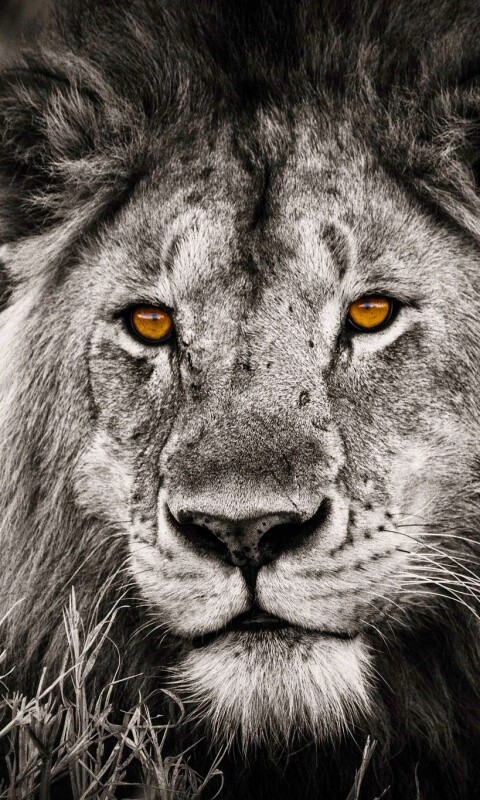 Гордый лев с горящими глазами обои