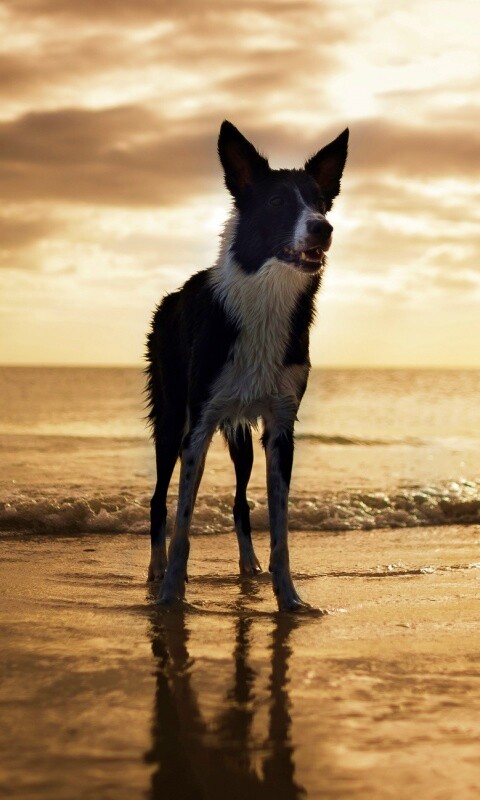 Собачка на пляже обои