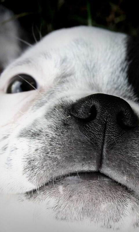 Бостонский терьер обои