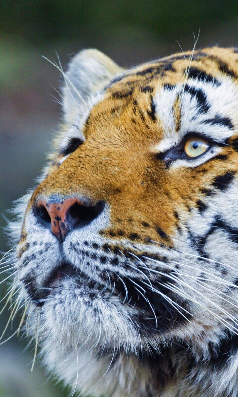 Амурский тигр обои