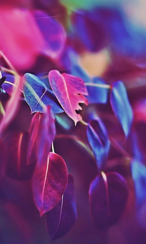 Фиолетовые листья обои