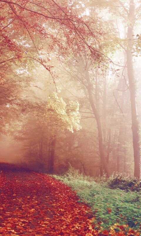 Осенний мистический пейзаж обои