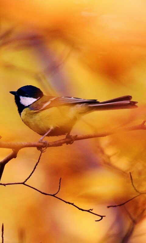 Синичка в желтой листве обои