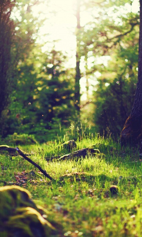 Лето в лесу обои