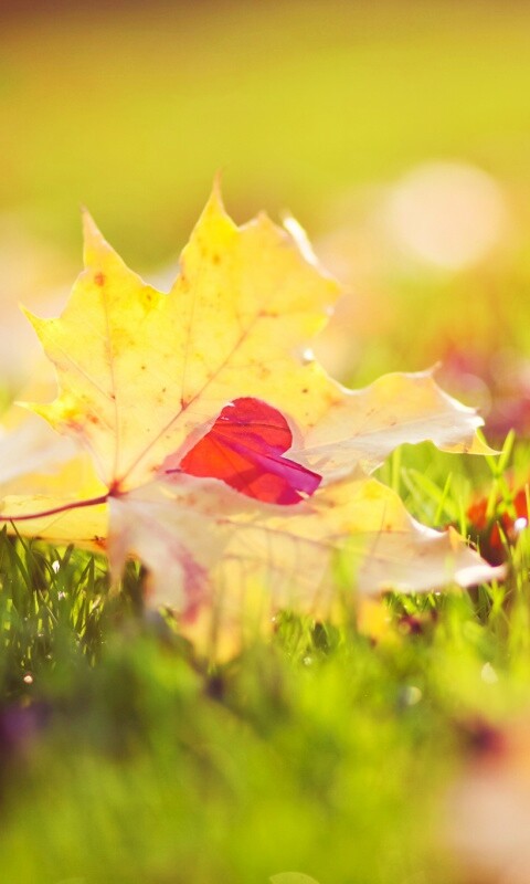 Листик в форме сердца обои