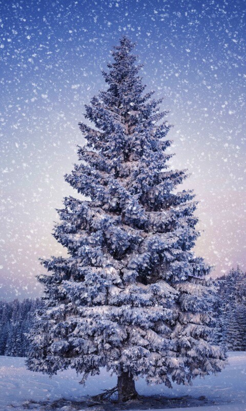 Ель в снегопад обои