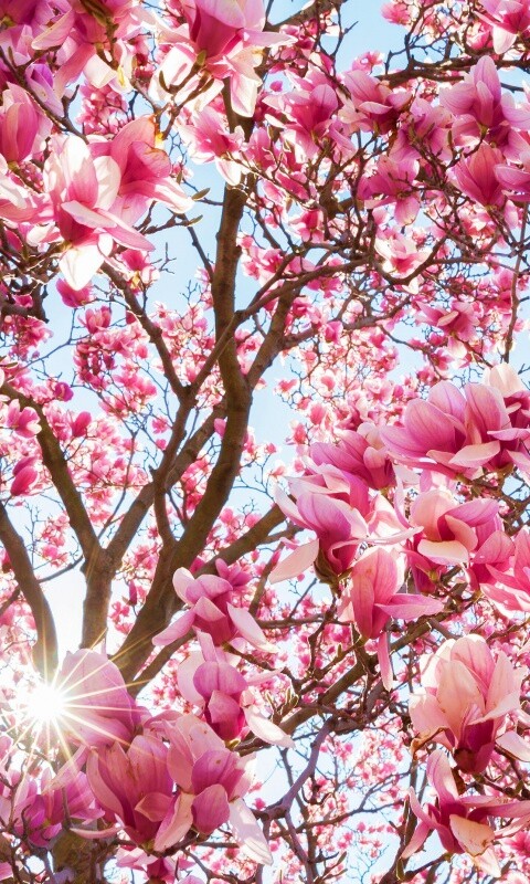 Магнолия обои