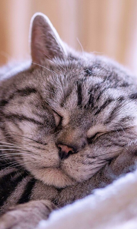 Спящий кошак обои