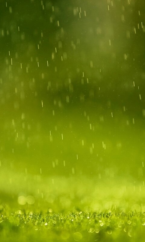 Трава под дождем обои