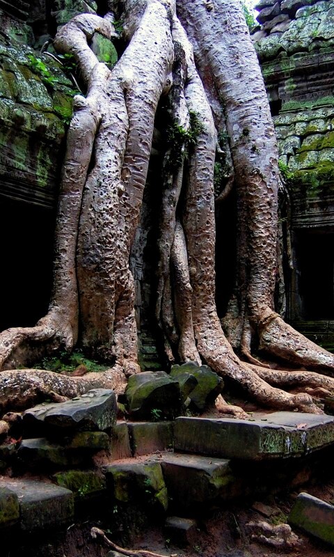 Мощные корни обои