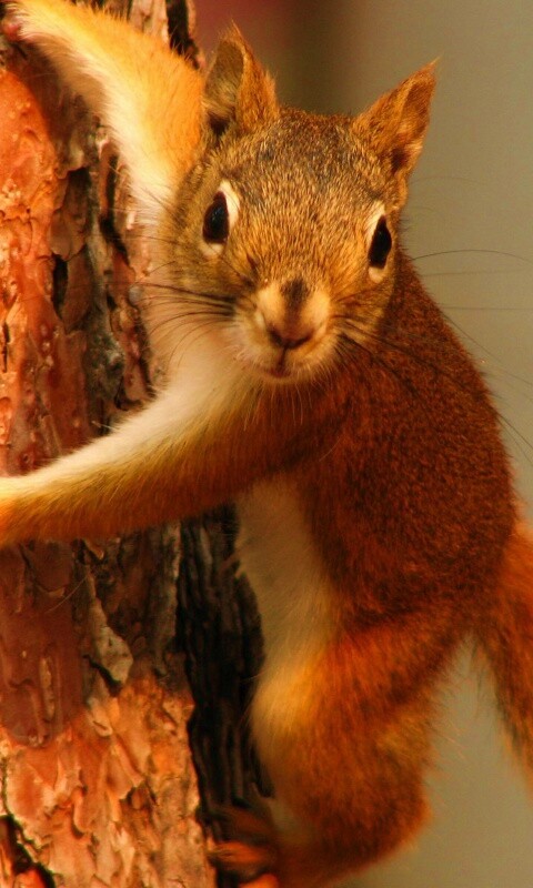 Белка на дереве обои