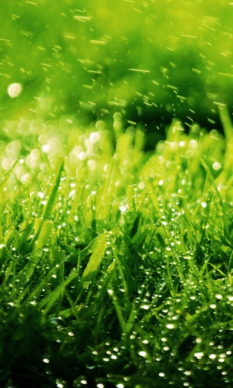 Роса на траве обои