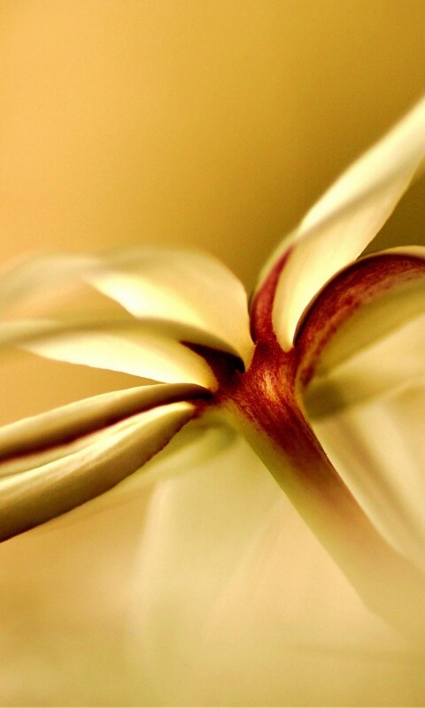 Цветок обои