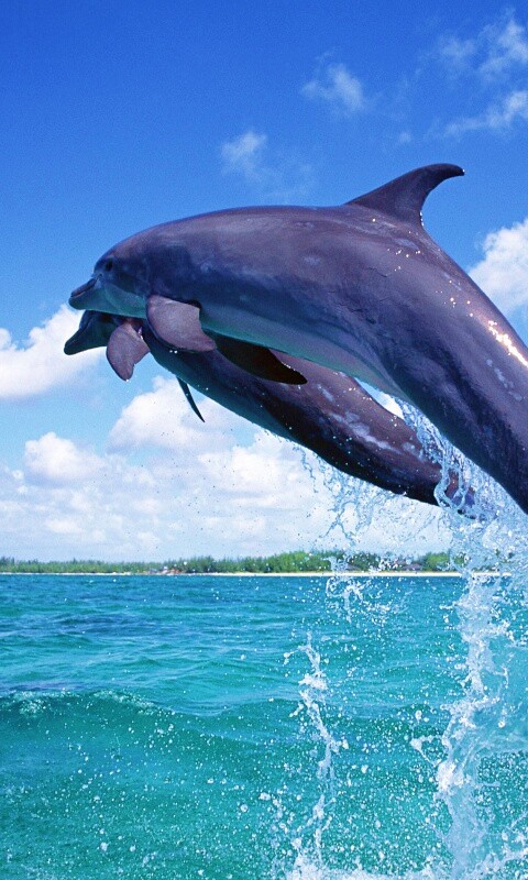 Дельфины обои