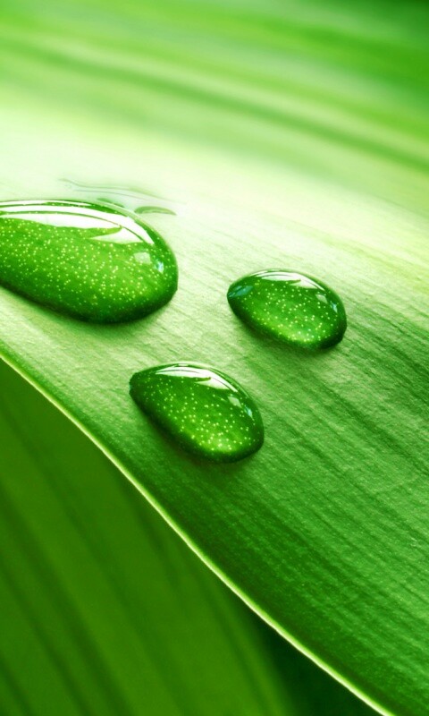 Капли на зеленом листе обои