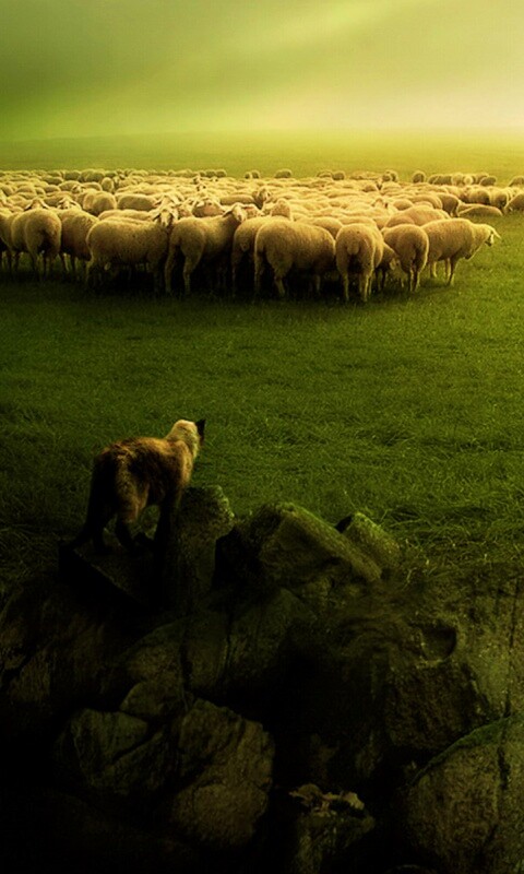 Волк и овцы обои