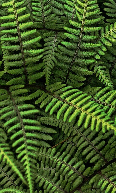 Папоротник обои