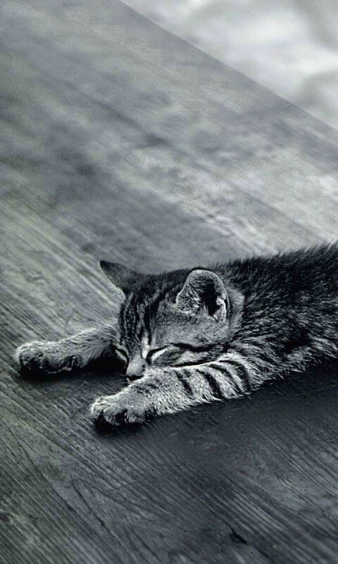 Растянувшийся кошара обои