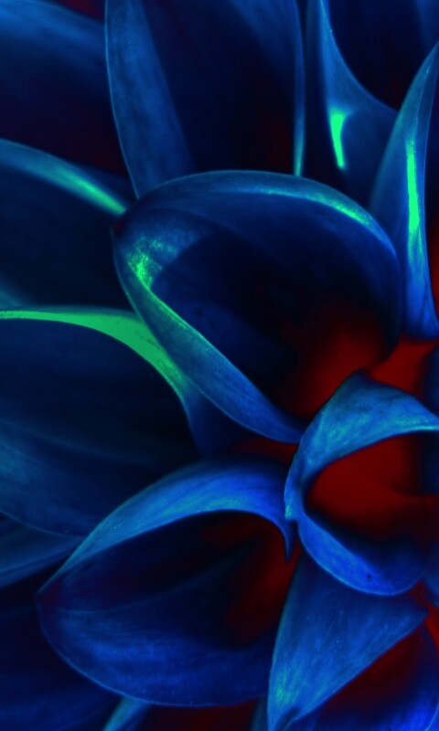 Лепестки обои