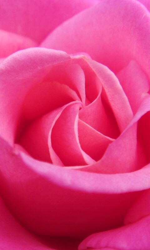 Идеальная роза обои