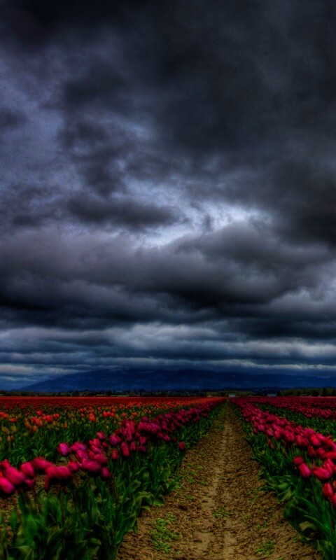 Цветочное поле под грозовым небом обои