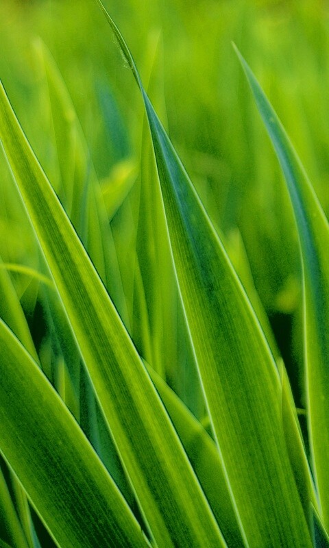 Идеальная зелень обои