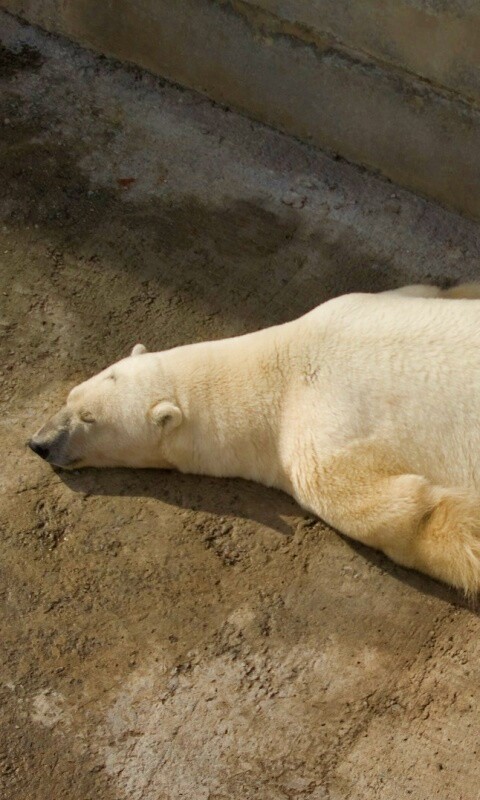 Мы можем их спасти обои