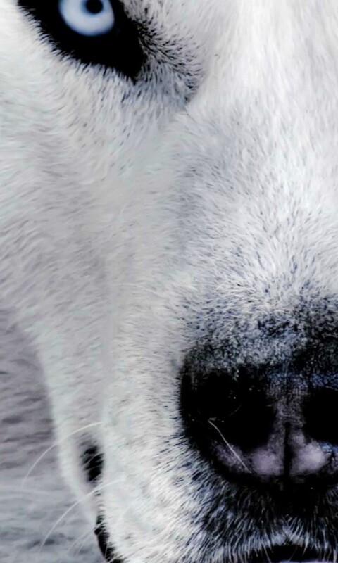 Сибирский хаски обои