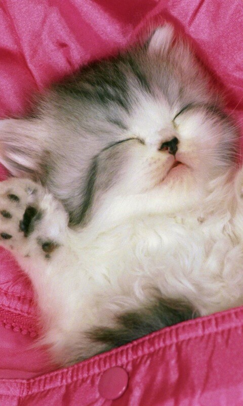 Котенок на розовой куртке обои