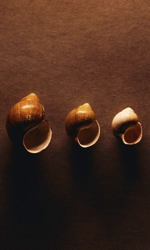 Раковины обои