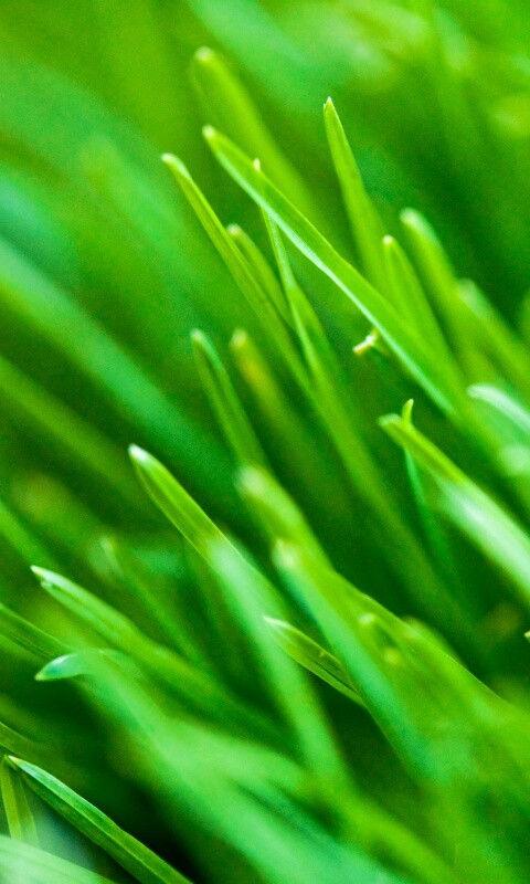 Зеленая свежая трава обои