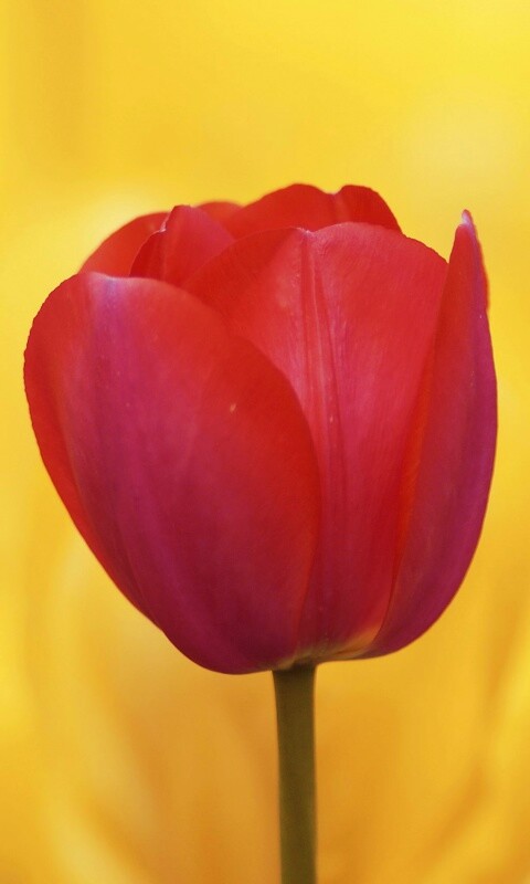 Красный тюльпан обои