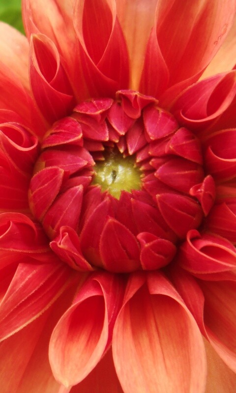 Аленький цветочек обои