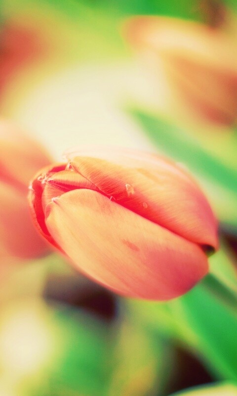 Красивый тюльпан обои