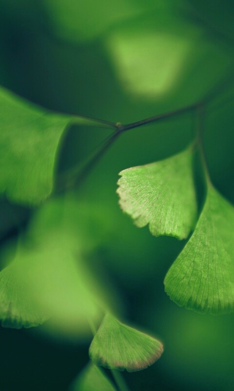 Дикие зеленые листья обои