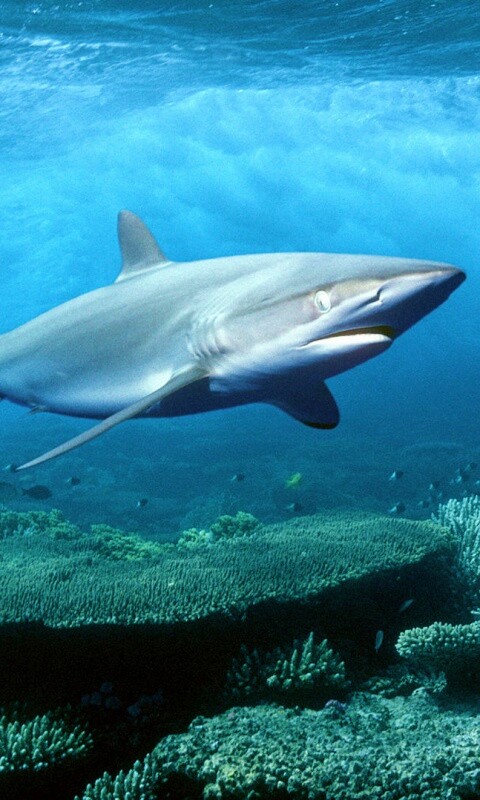 Акула в море обои