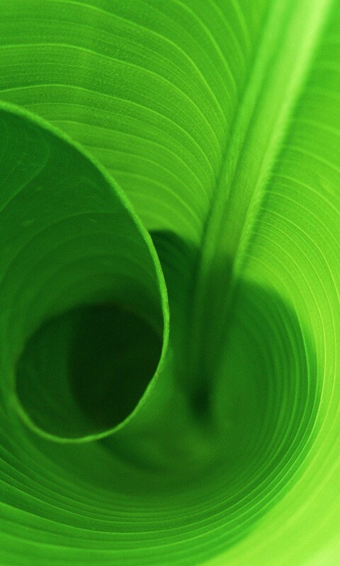 Зеленый лист трубочкой обои