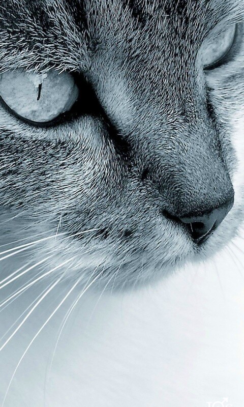 Очень красивый кот обои