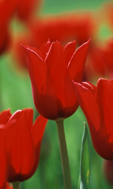 Красные цветы обои