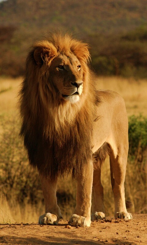 Царь зверей обои