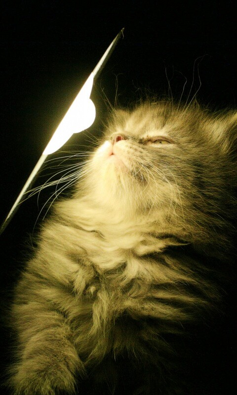 Котя на свету обои