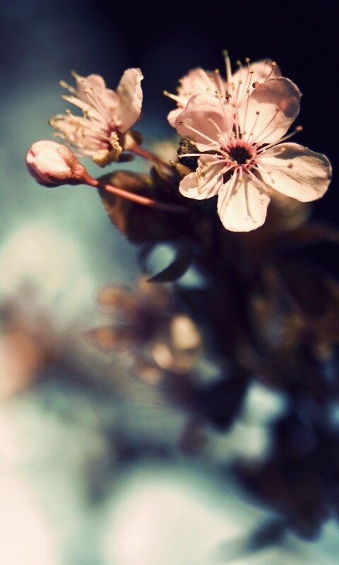 Цветок вишни обои