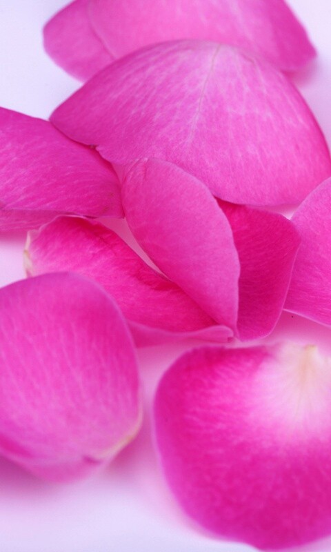 Лепестки розы обои