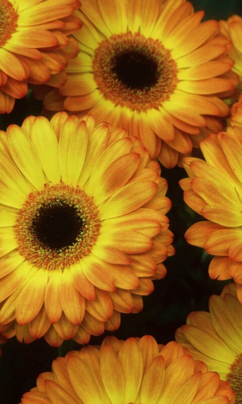 Желтые герберы обои