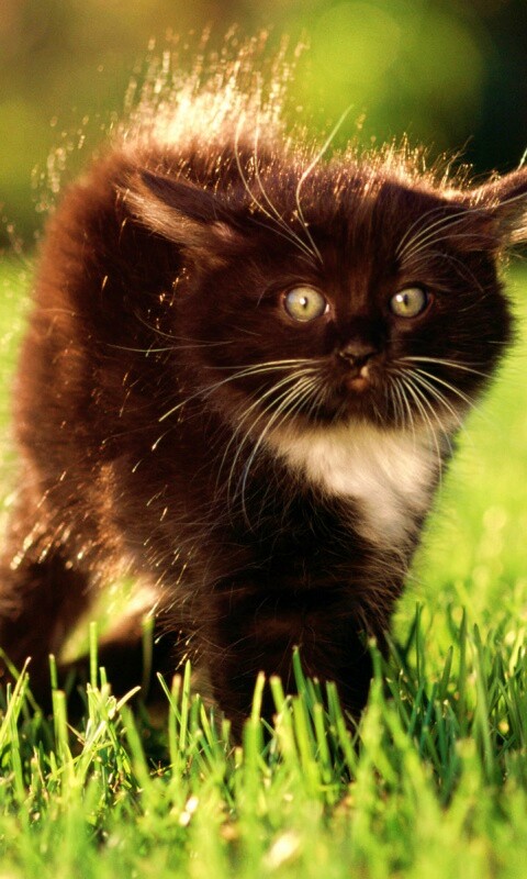 Кот воитель обои